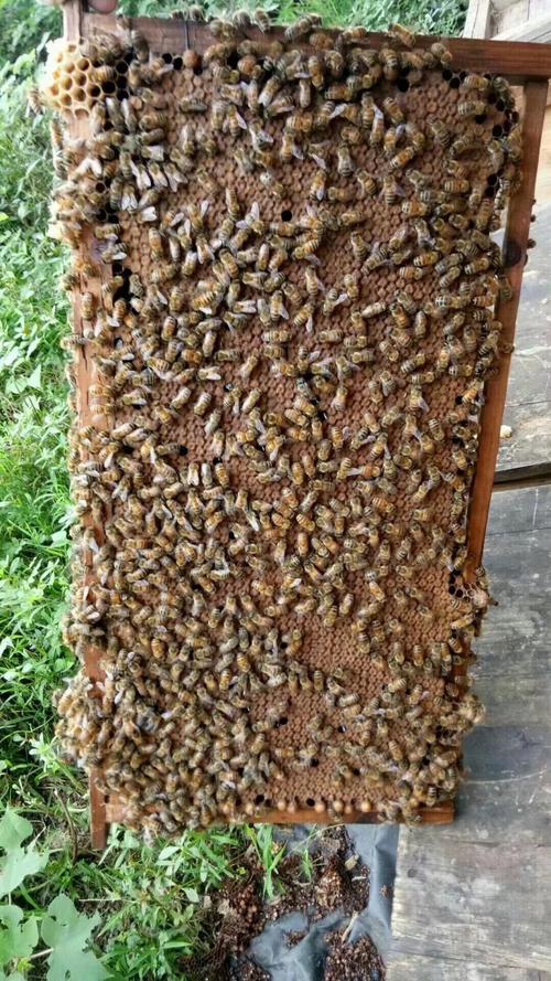 意蜂生产王产卵王蜜型高产王蜜蜂王新开产王种王意蜂王活体包邮