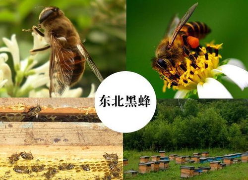来自东北的椴树雪蜜,稀有黑蜂采集,一年仅采一次蜜,你吃过吗