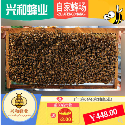 运输包活人工授精美意种蜂王带蜂群意蜂群生产王高产王蜜型蜜蜂
